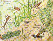 Terralife invasion